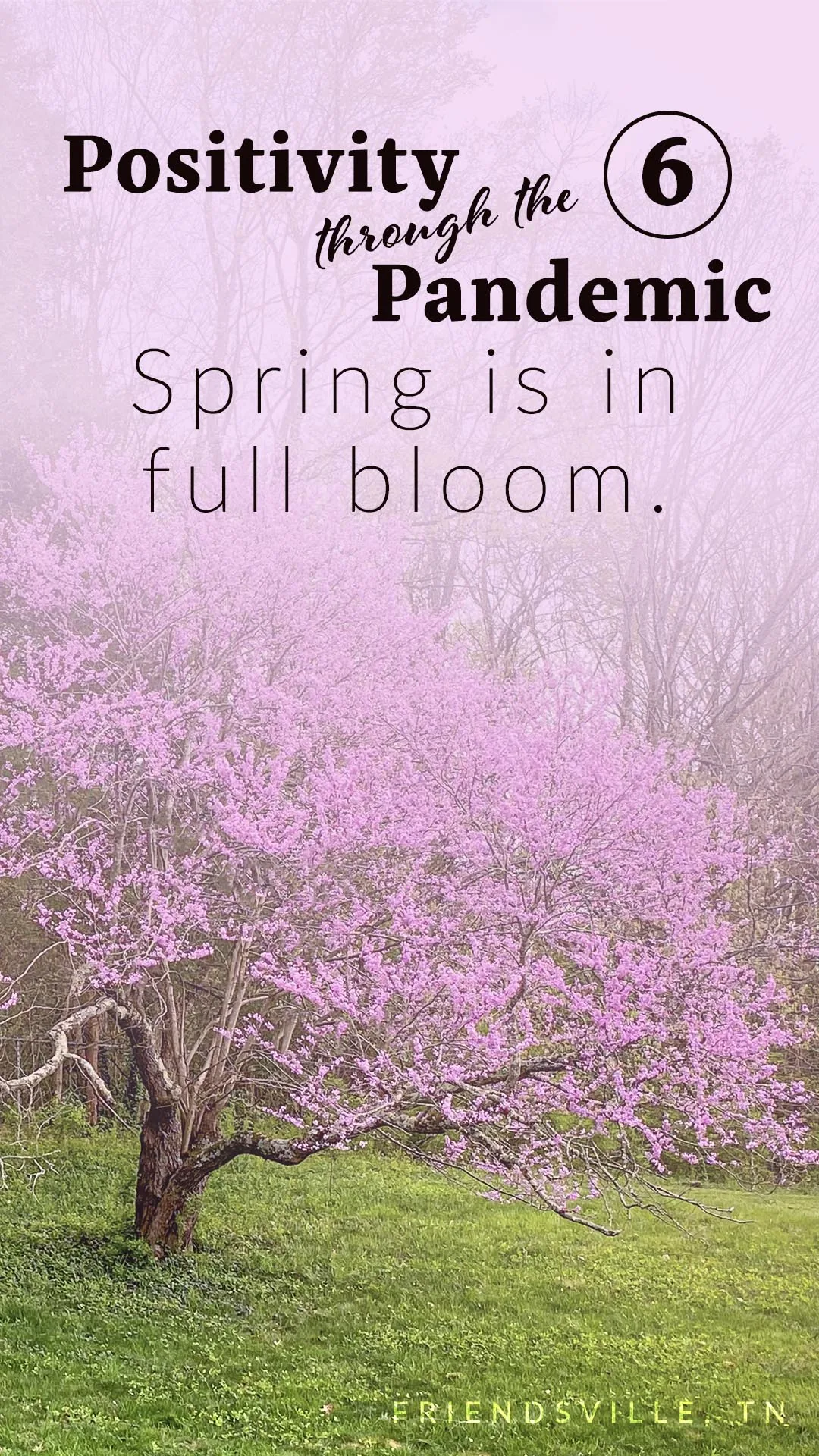 Positivity through the Pandemic #6: Spring is in full bloom