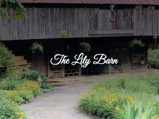 The Lily Barn website by Pioneer Media