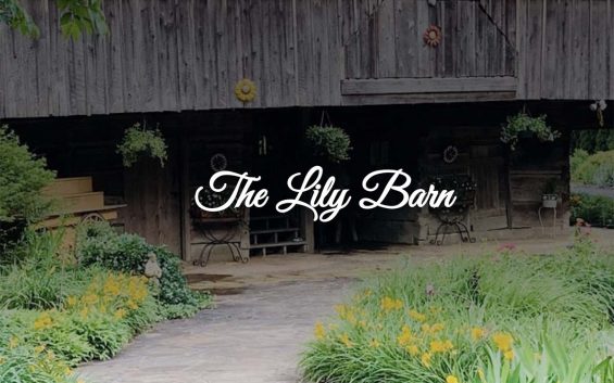The Lily Barn